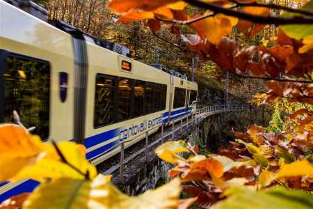 treno folliage treno folliage