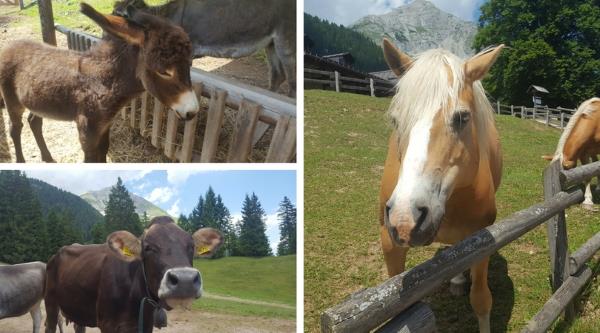 vacanza a molveno con i bambini