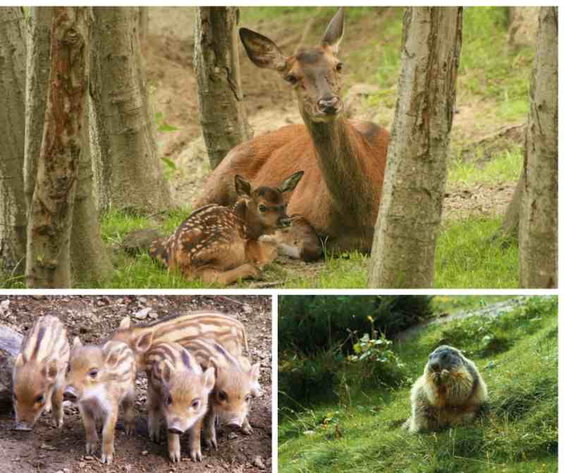 parc_animalier_gite_bambini