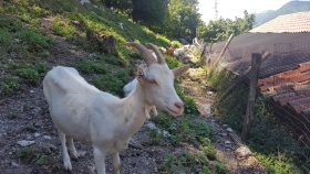 sentiero dello Spirito del Bosco sentiero dello Spirito del Bosco