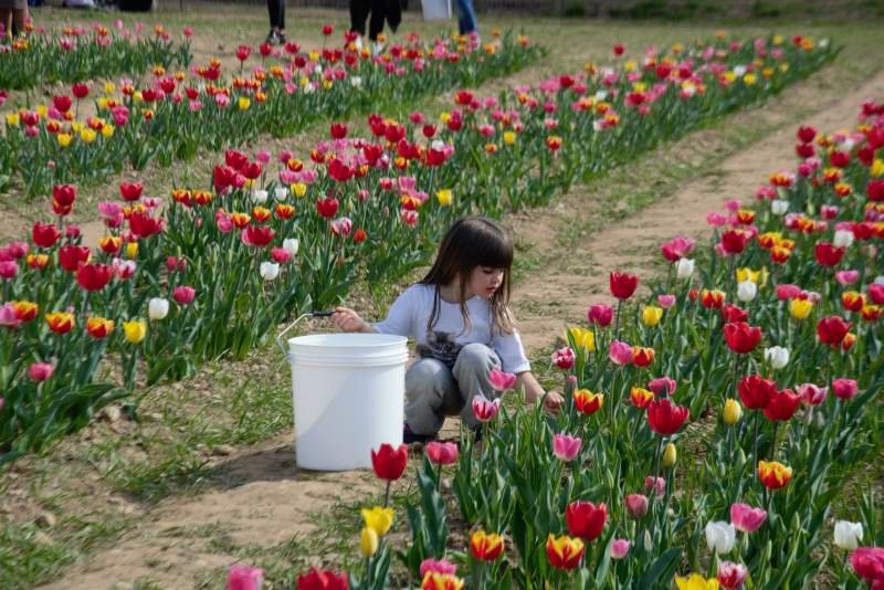 Tulipani in Lomabardi