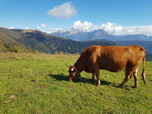 animali al pascolo colma di sormano animali al pascolo colma di sormano