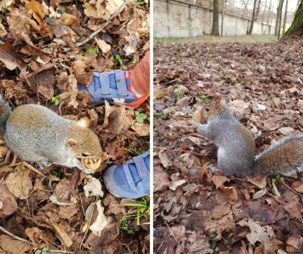 dar da mangiare agli scoiattoli al parco di monza parco monza scoiattoli bambini2
