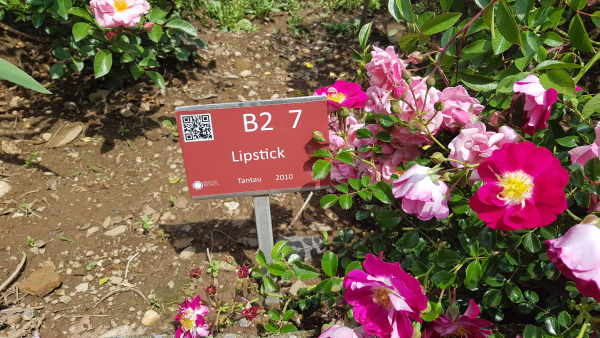 roseto serrone villa reale monza qr code rose roseto serrone villa reale monza