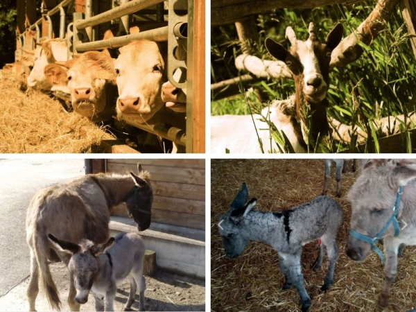 Agriturismo per bambini con animali Agrodolce vicino Monza Agriturismo agrodolce monza