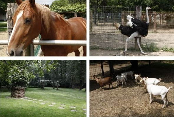 agriturismo per bambino con animali al Roccolo agriturismo al roccolo
