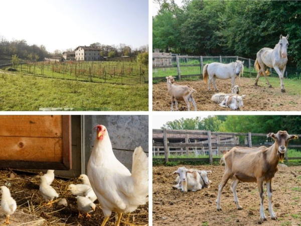 agriturismi per bambini a Monza Milano agriturismo animali bambini monza