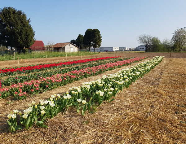 campo tulipani ornago shirin
