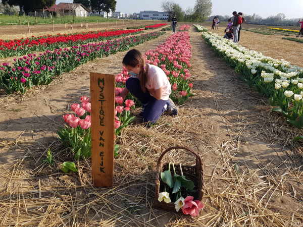 campo tulipani ornago shirin2