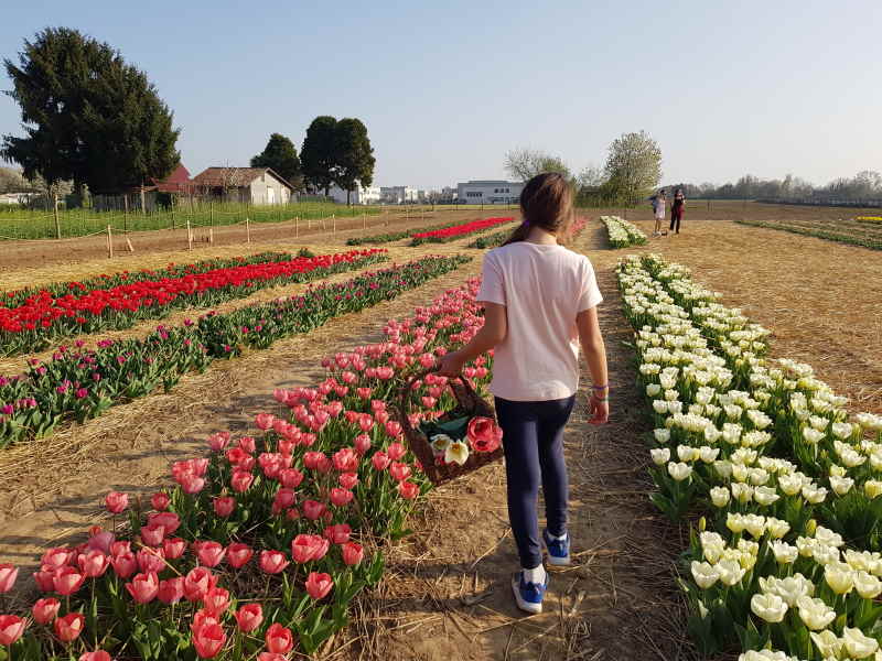 campo tulipani u-pick Ornago campo tulipani u-pick Ornago
