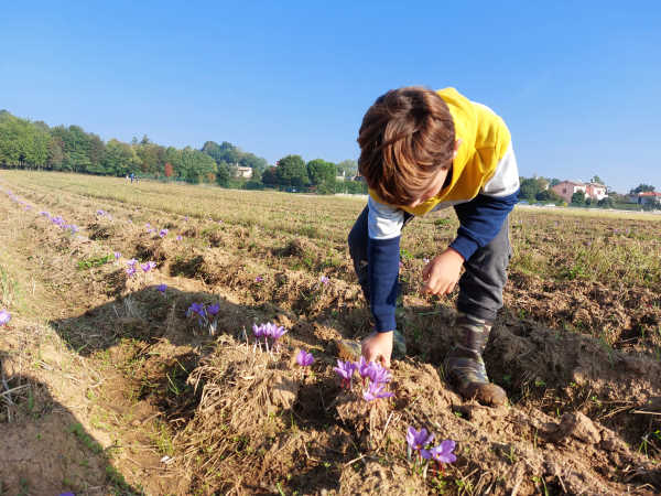 campo zafferano brianza 7