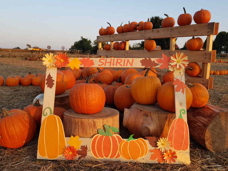 Il campo di zucche Shirin ad Ornago