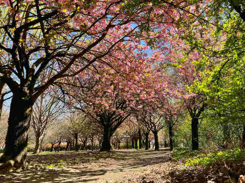 ciliegi bosco urbano lissione