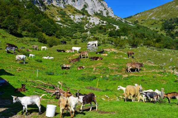 trekking valcanale bambini alpeggio