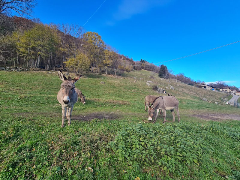 monte megna animali