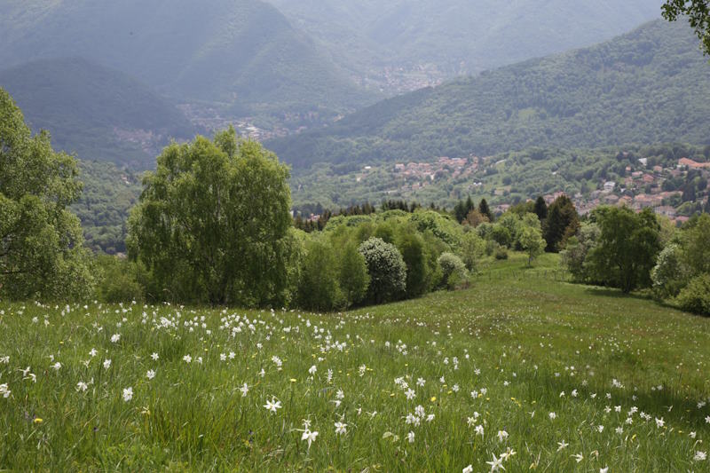 caglio narcisi da vedere
