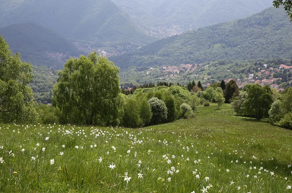 campo narcisi caglio