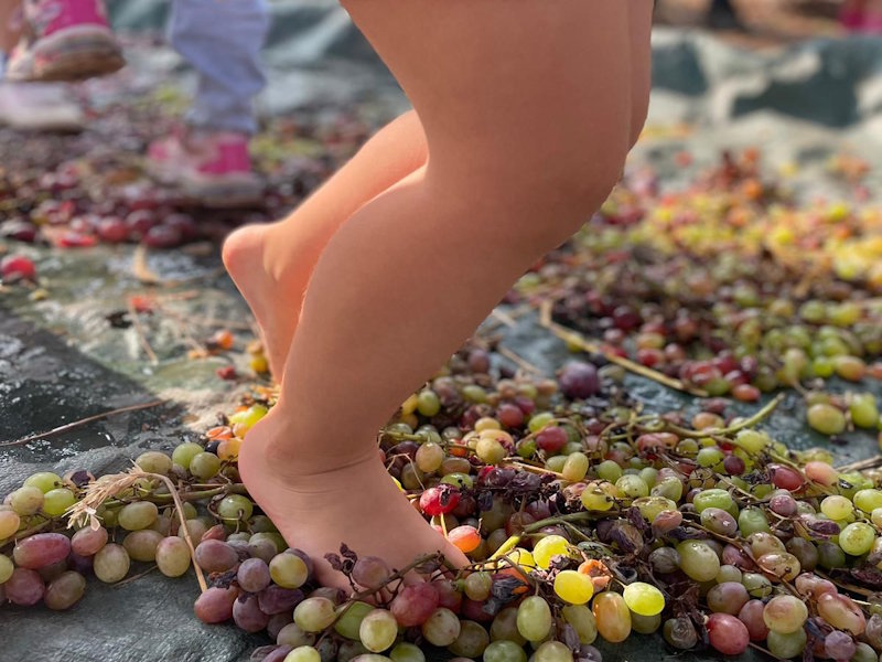 vendemmia picchibosco2