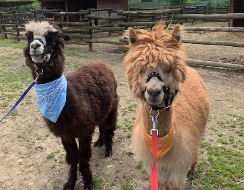 trekking alpaca vicino Milano