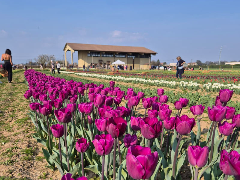 campo tulipani shiring ornago