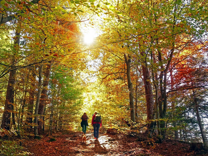 A raccogliere castagne a Montevecchia nel Parco del Curone 