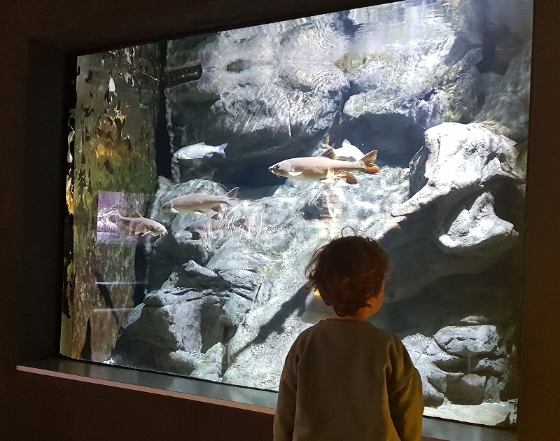 acquario civico milano bambini2