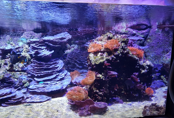 acquario civico milano vasche