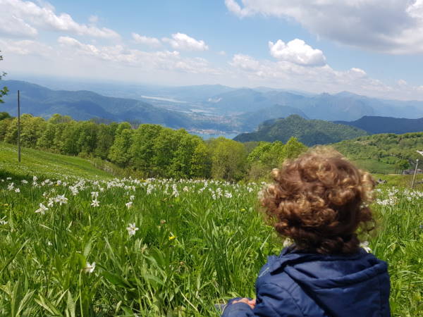 gita pertus con narcisi fioriti
